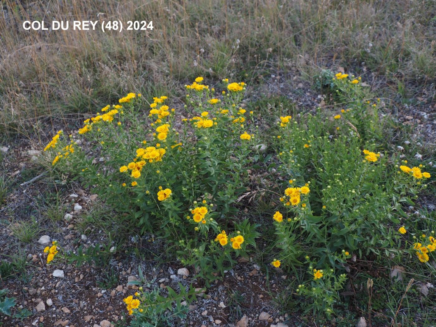 Fleabane, (Spirea-leaved) plant